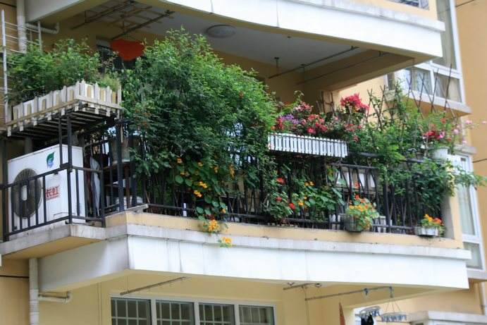 不同朝向的陽(yáng)臺(tái)適合養(yǎng)殖哪些植物？